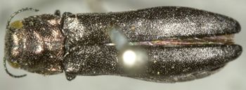 Media type: image;   Entomology 2125 Aspect: habitus dorsal view